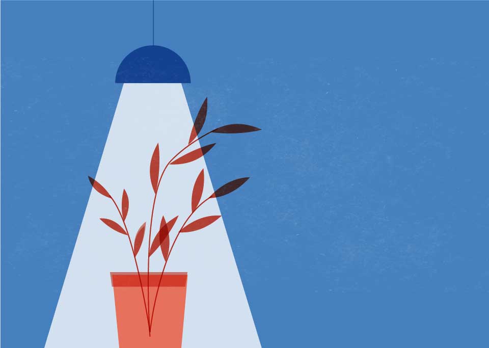 Red plant Illustration on a blue background with a single lamp shining on the plant.